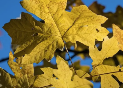 Bigleaf Maple leaf. Photo Credit: Bureau of Land Management